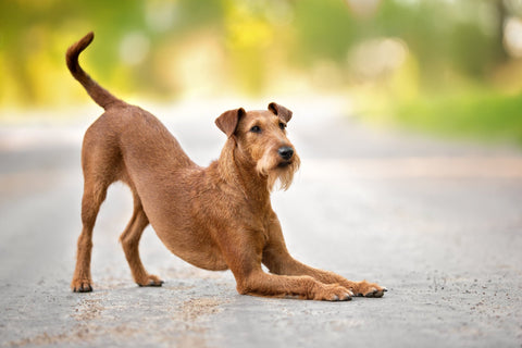 A dog bowing 