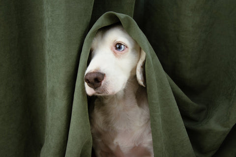 A nervous dog peeks from underneath curtains 