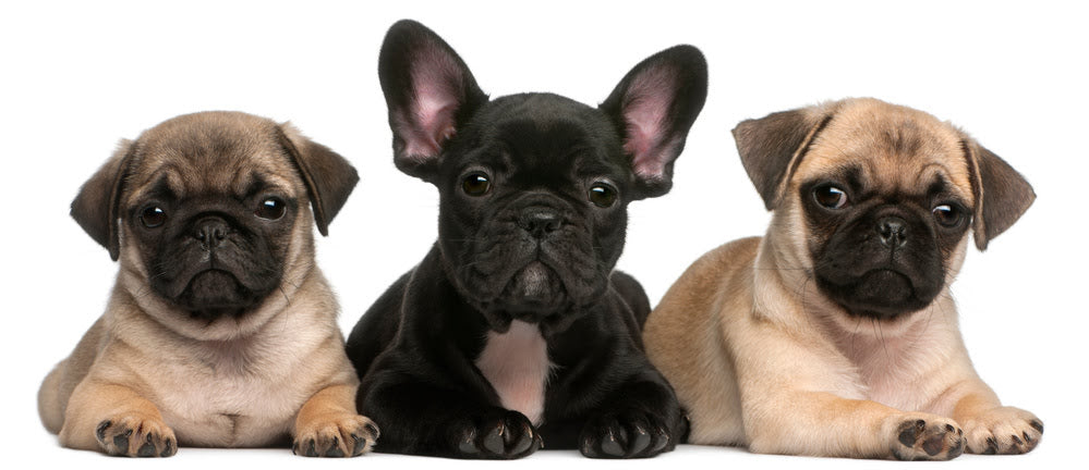 Two Pug Puppies either side of a black French Bulldog Puppy