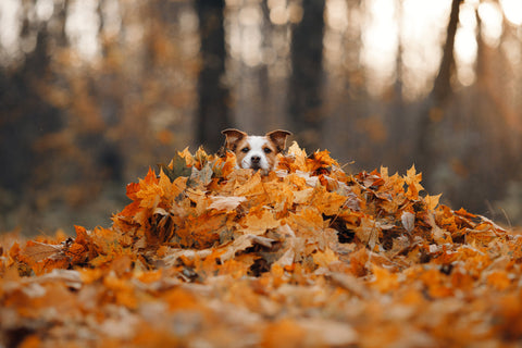 dog in pile of leaves