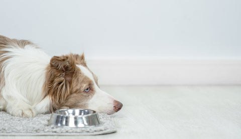 poorly dog next to food bowl