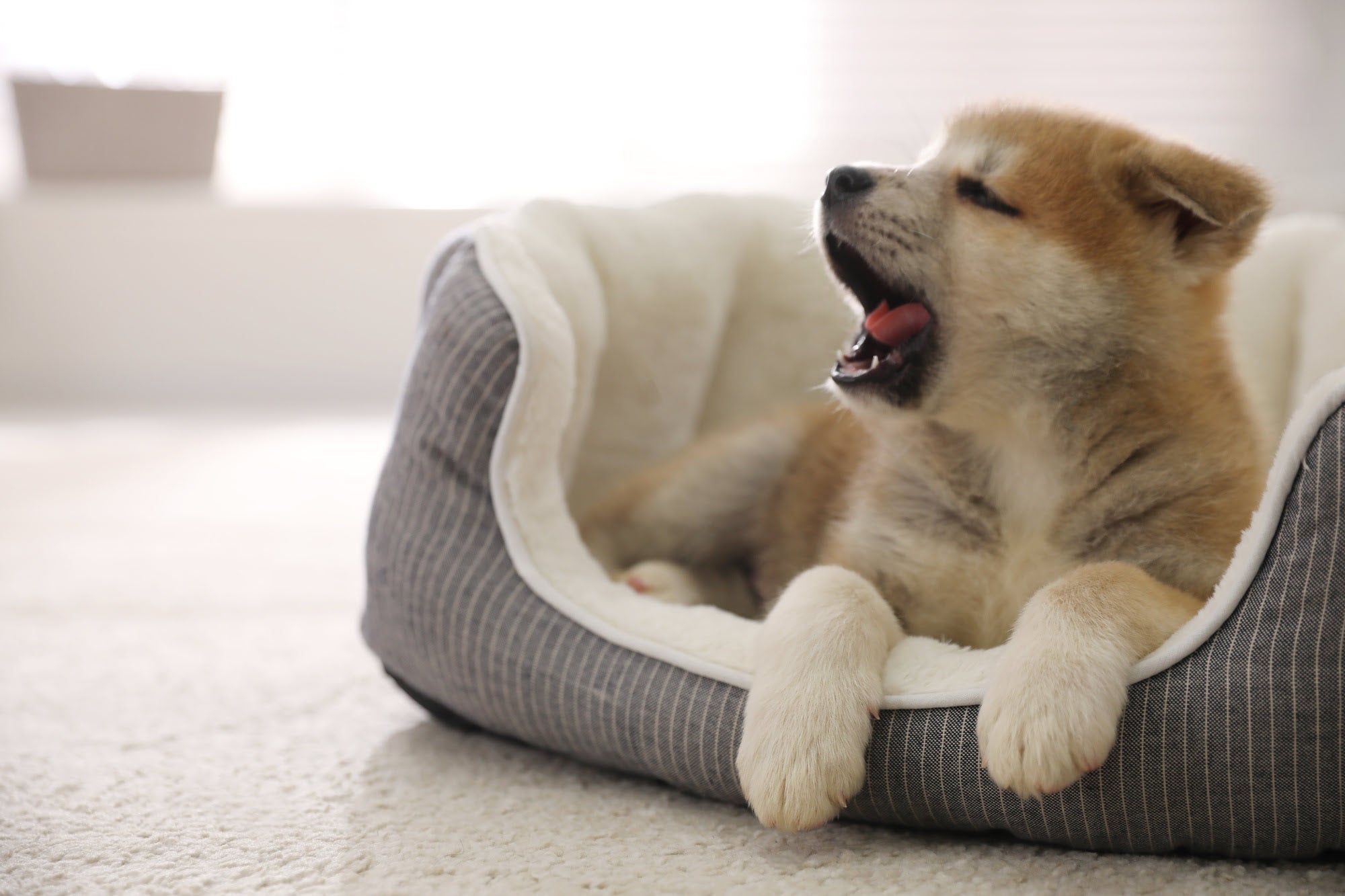 Dog yawning in bed
