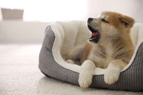 Dog yawning in bed