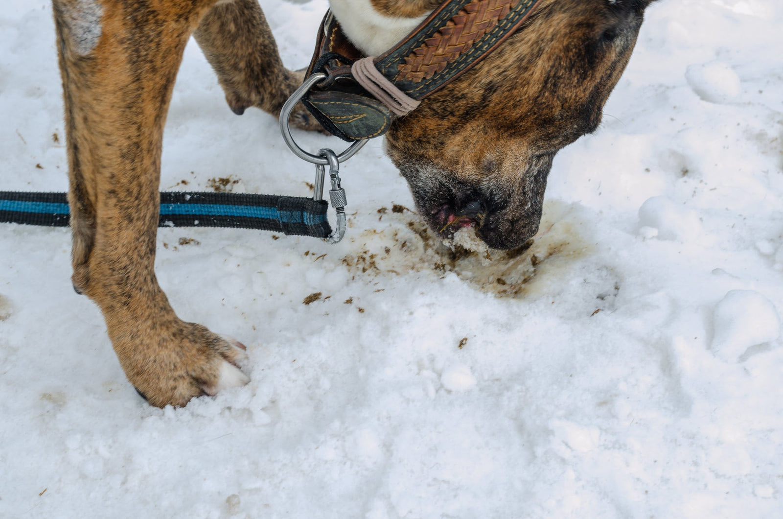 dog coprophagia 