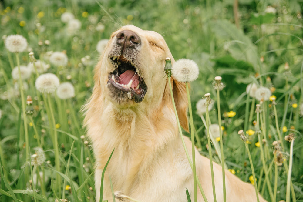 A golden retriever sneezing