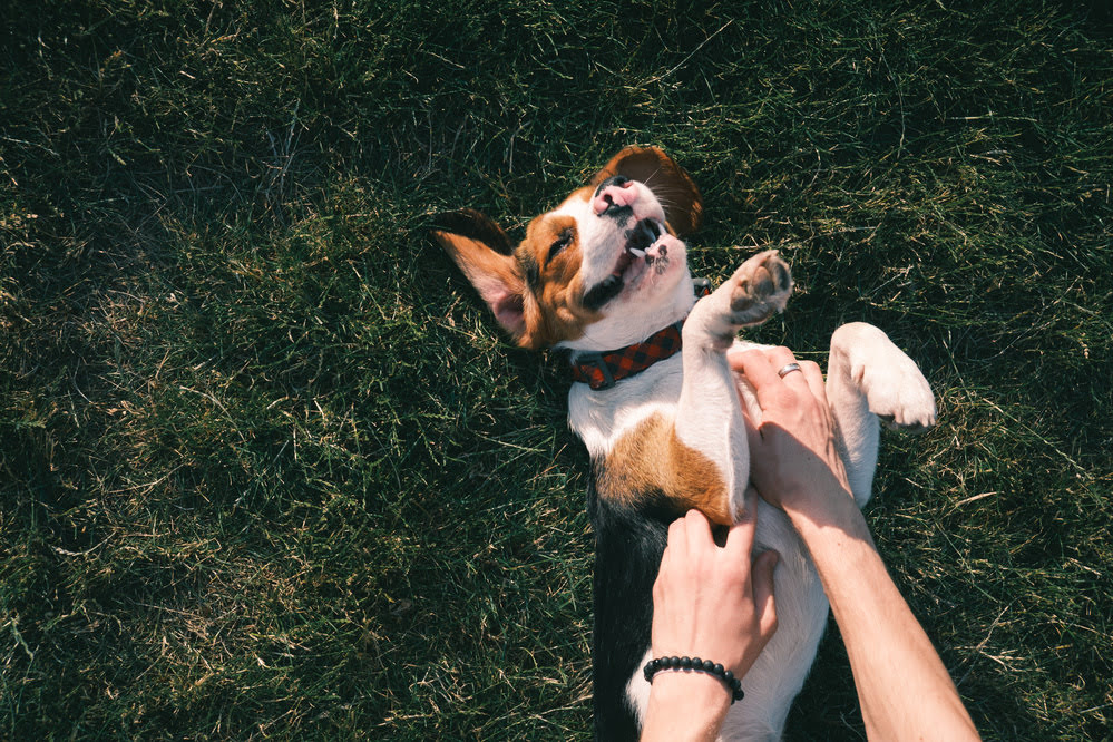 A beagle having its belly rubbed whilst laying in the grass