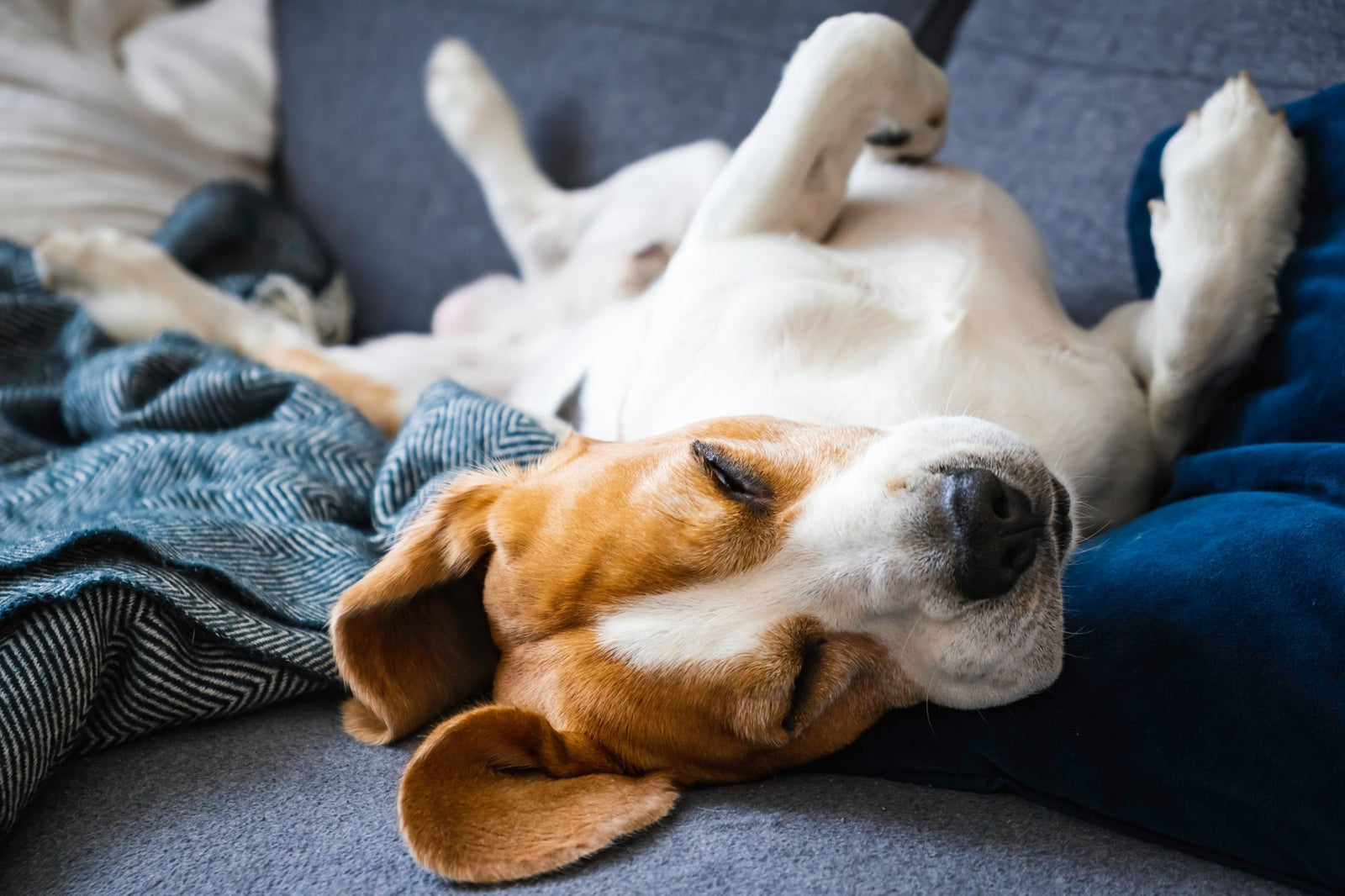Dog sleeping soundly on its back