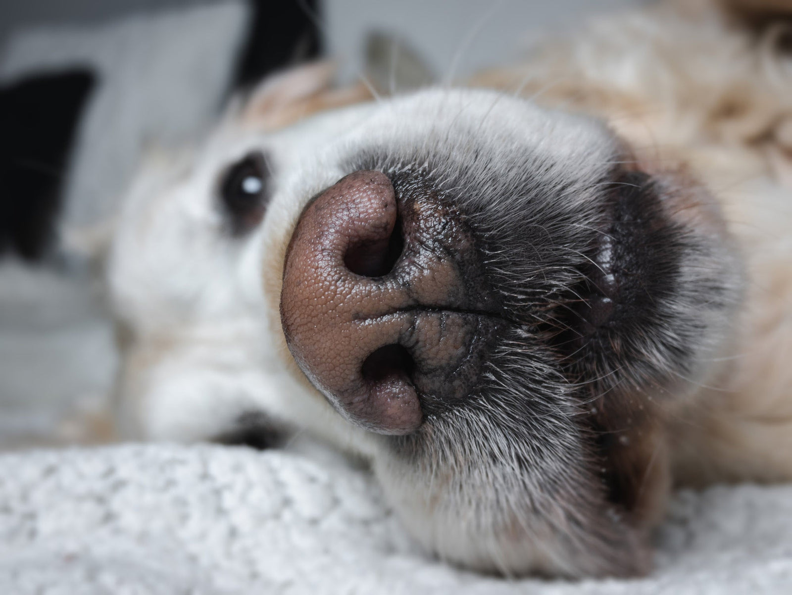 Dog with wet nose