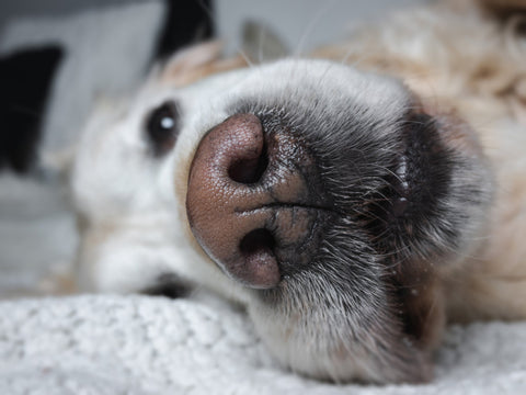 Dog with wet nose