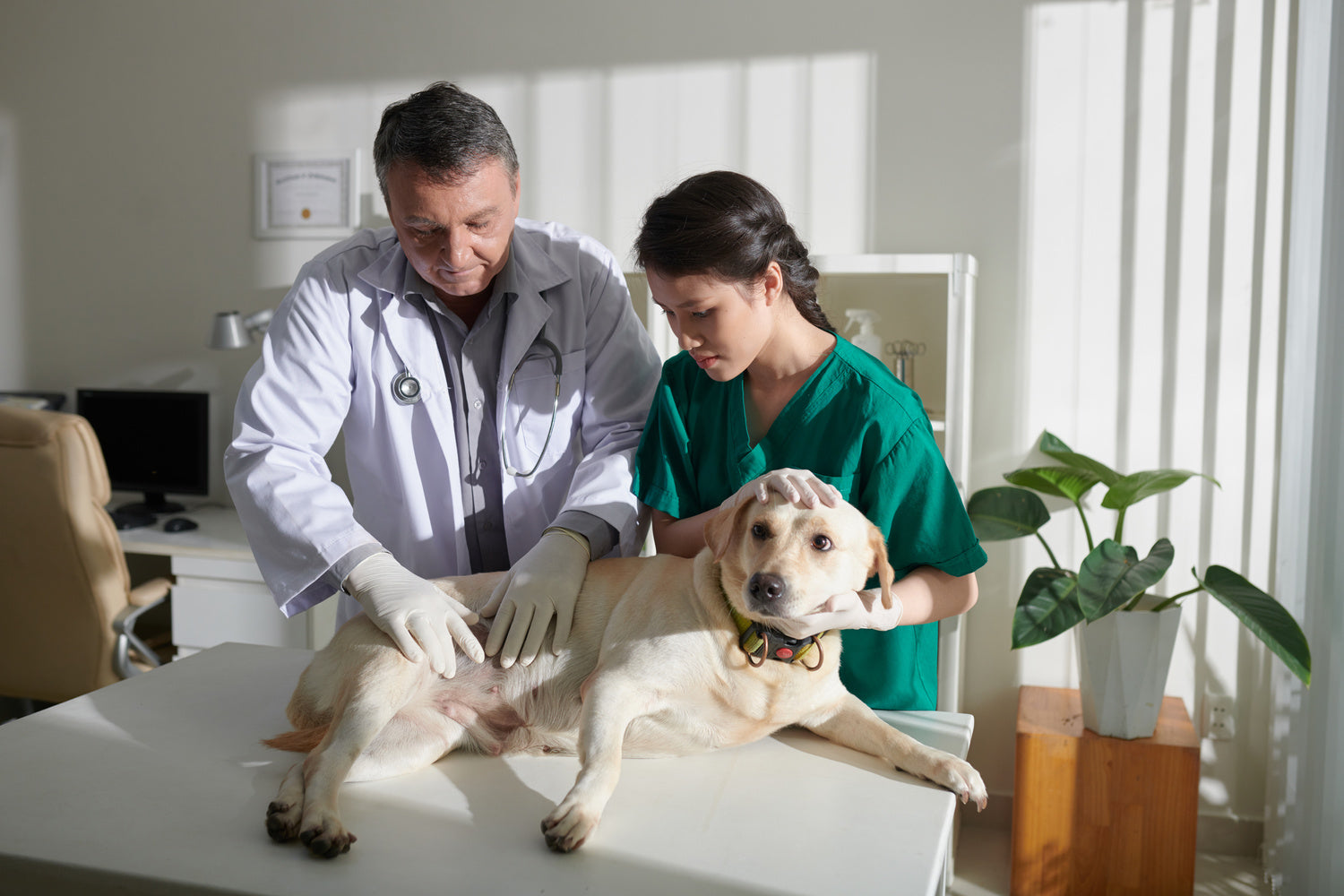 a dog having its stomach checked by a vet