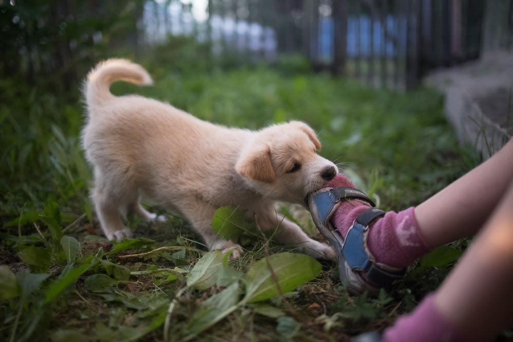 A Golden Retriever Puppy biting a someone's foot in a garden
