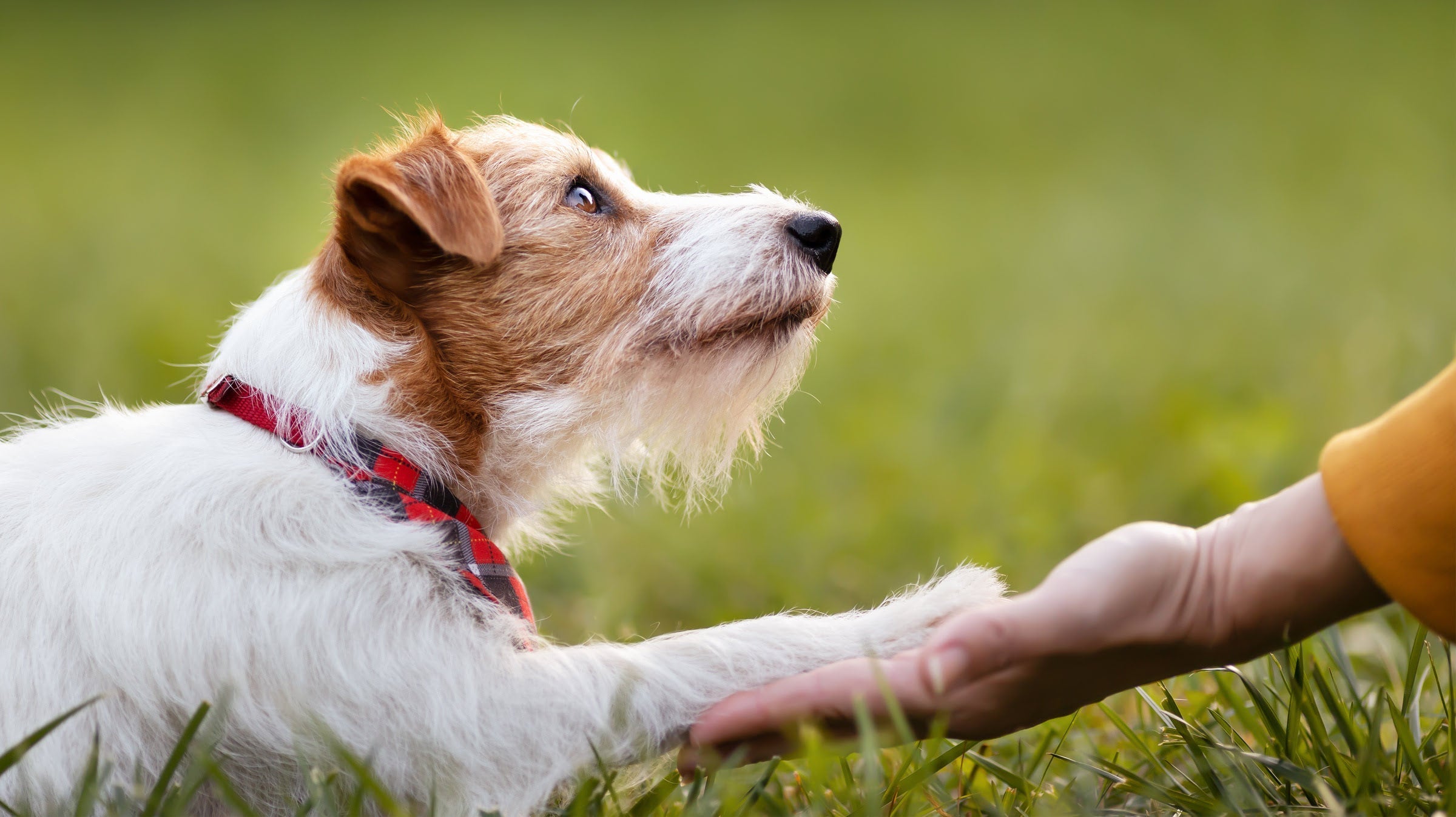 A dog touching a person's hand