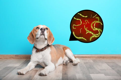 dog worming