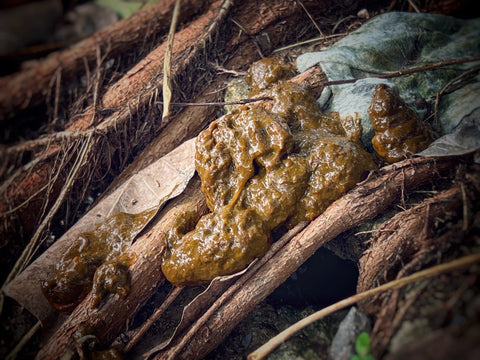 mucus in dog poop
