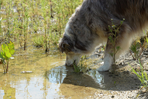 dog drinking from unclean water source