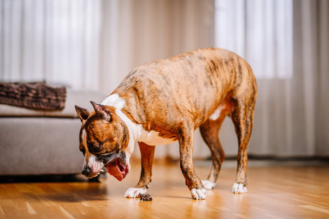 Why Is My Dog Being Sick? Vomiting Causes Explained