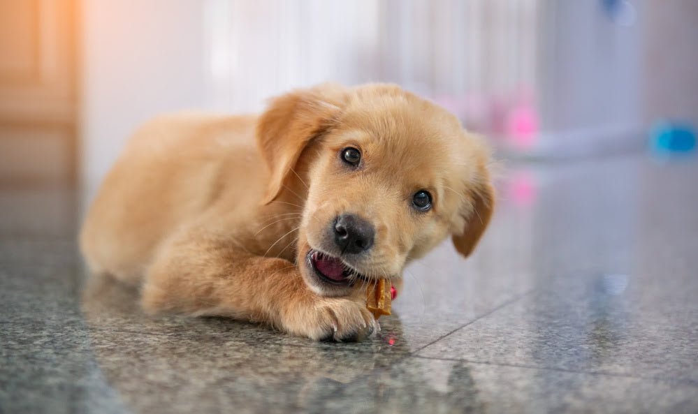 A adolescent Golden Retriever chewing on a dog toy