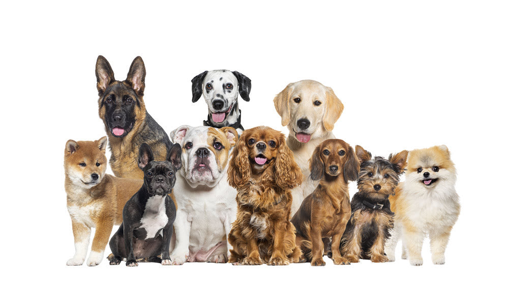 Various Breeds of dog lined upw