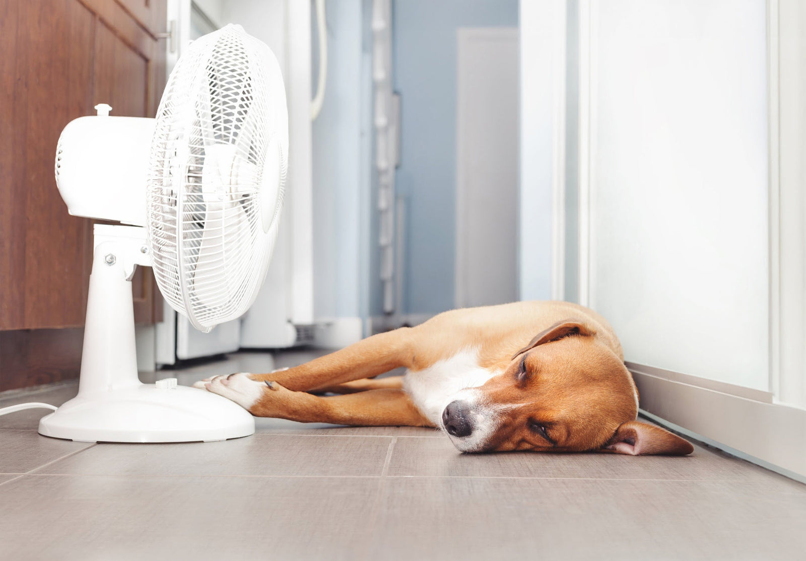 dog laying in front of a fan