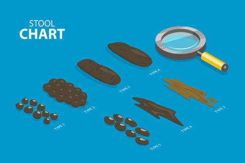 Dog Poo Colour Chart: What Each Colour Means