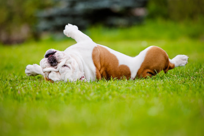 Bulldog rolling in the grass