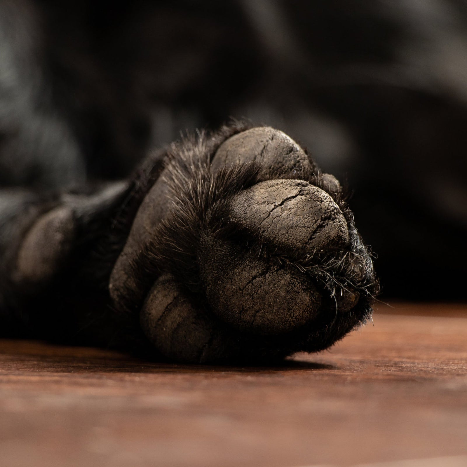 dog with cracked paw pads