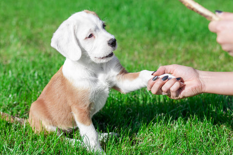 Young puppy receiving obedience training