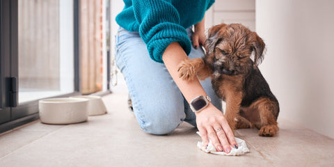 puppy toilet training