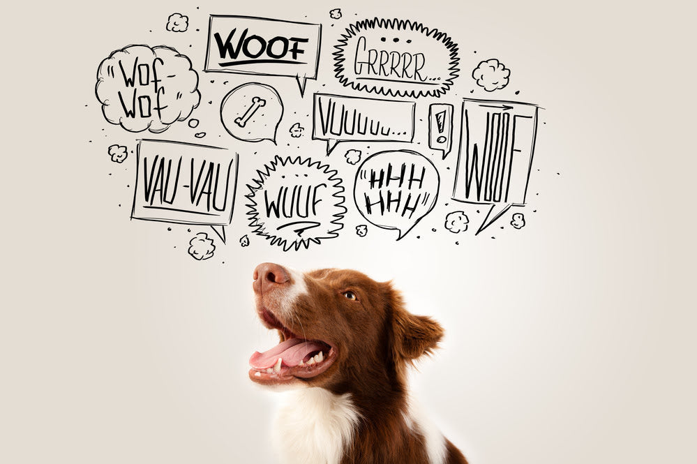 A dog with various speech bubbles above its head, all with common dog sounds in them
