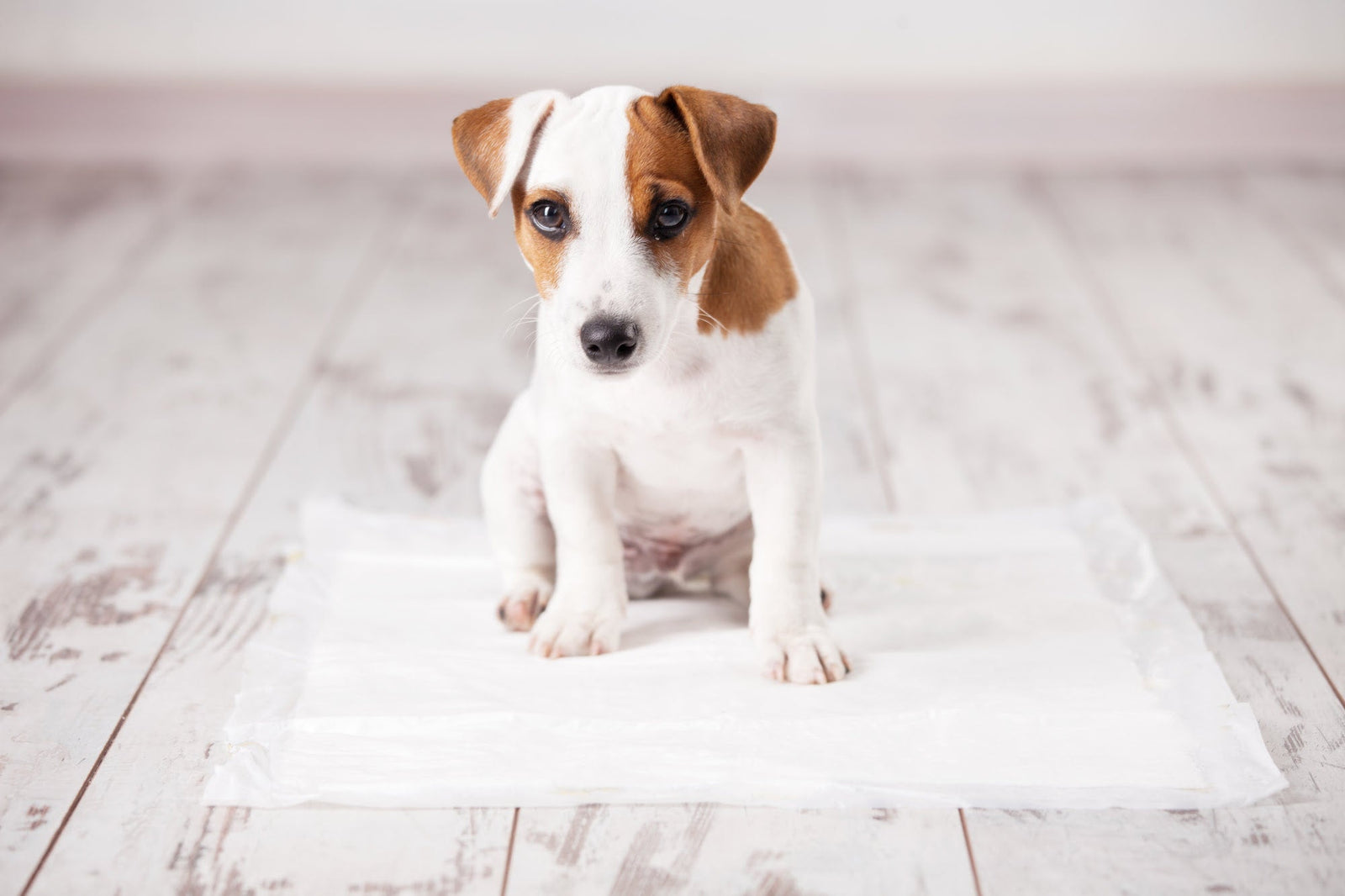 puppy on a toilet training pad