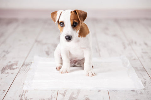 puppy on a toilet training pad