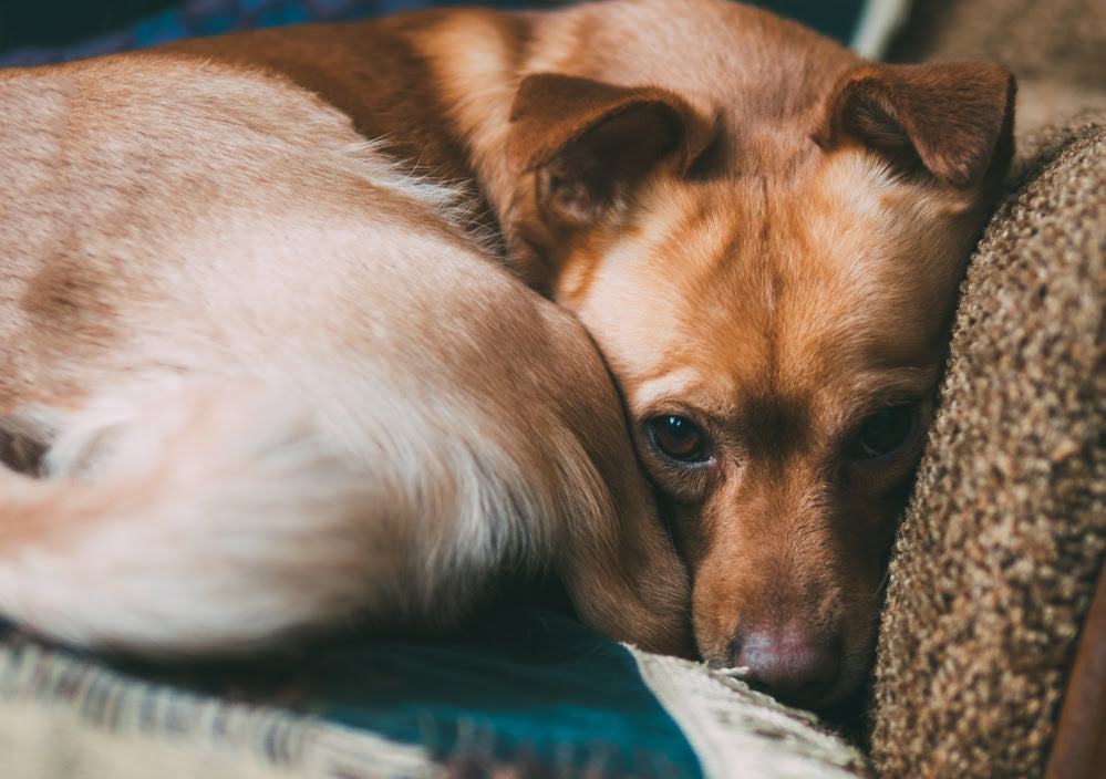 Discover 8 Proven Methods to Soothe Your Anxious Dog