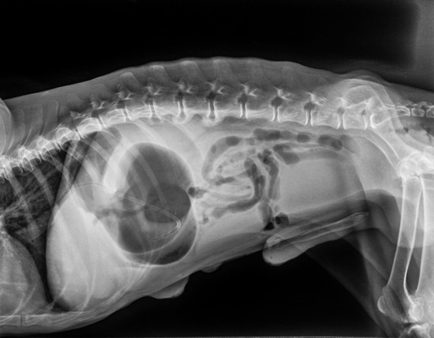 An X-Ray of a dog with bloat