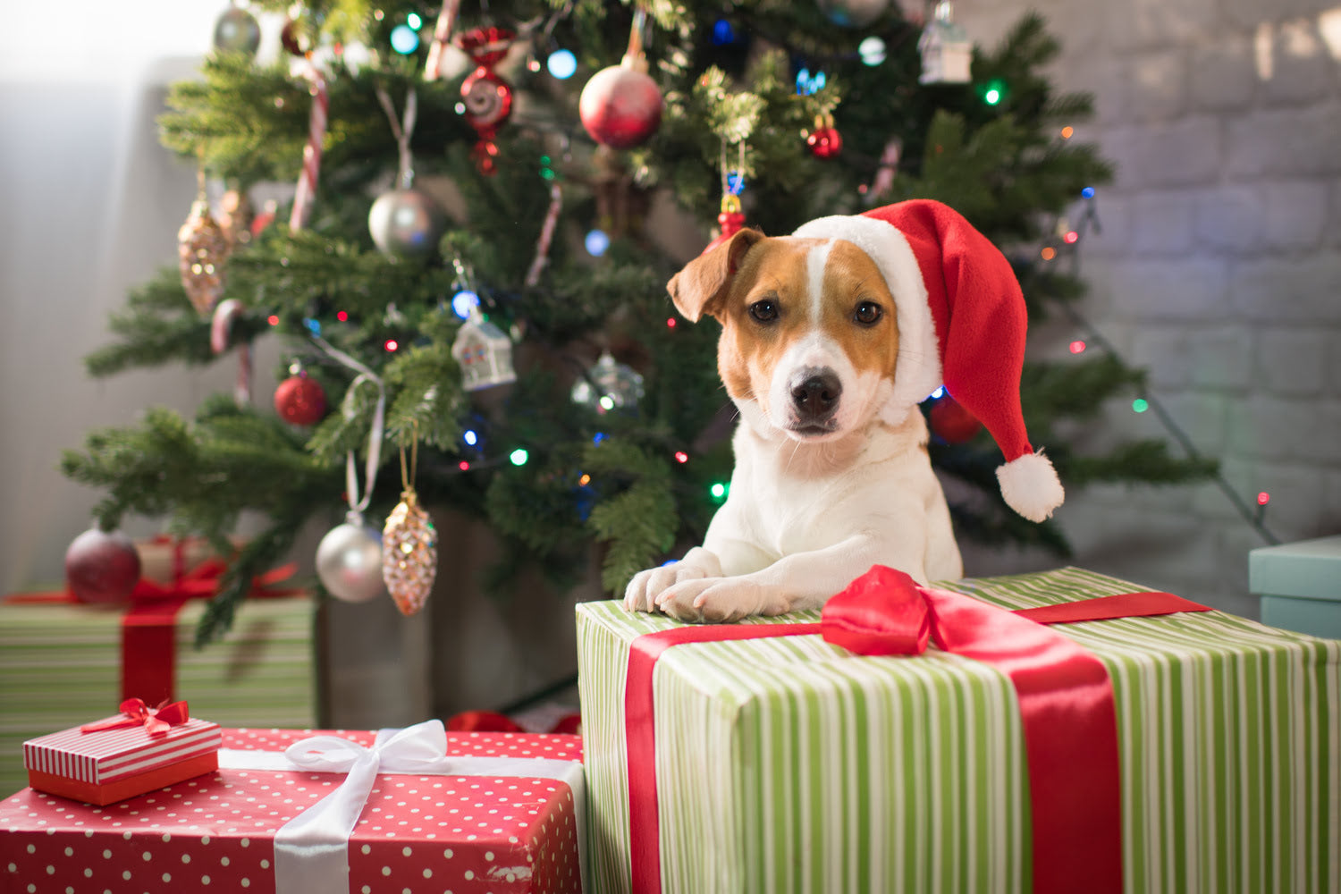 10 Best Christmas Gifts for Your Dog in 2025