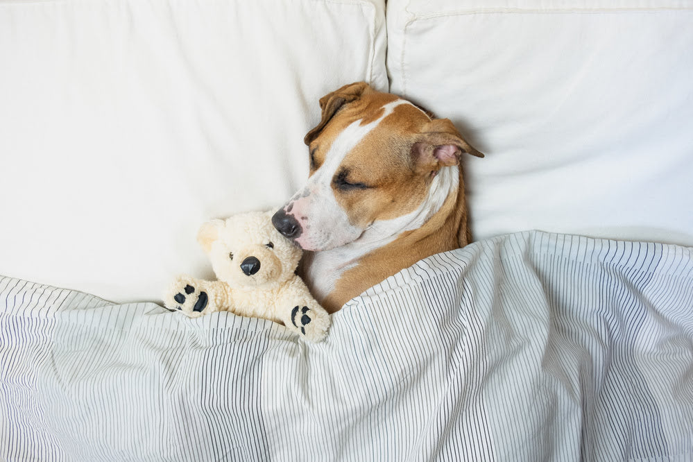 A dog dreaming in bed