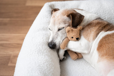 dog sleeping with a soft toy