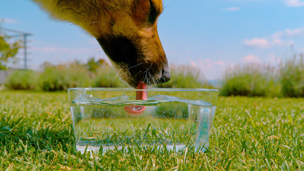 A dog drinking from a glass bowl