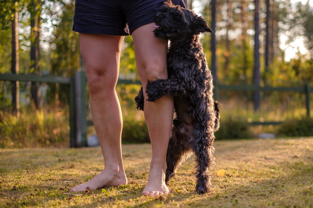 Dog humping its owner's leg