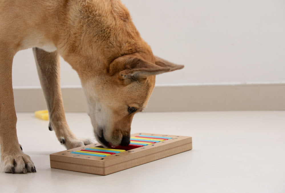 Dog playing with puzzle toy