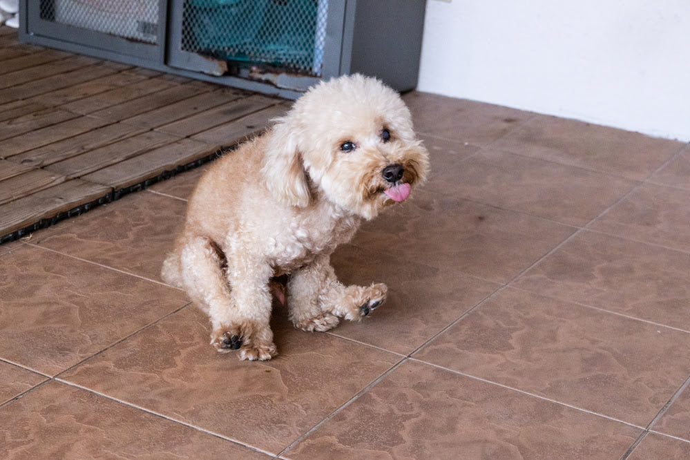 a dog scooting