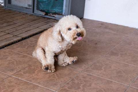 a dog scooting