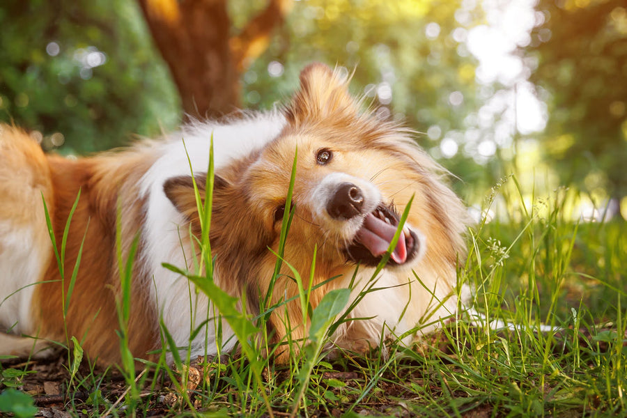 Why Do Dogs Eat Grass and How to Stop Them Tuff Pets