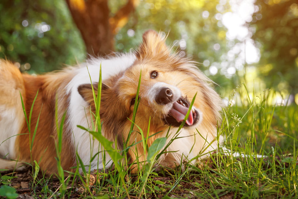 Dog biting grass to eat