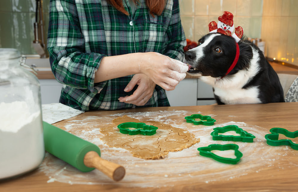 Owner feeding dog Christmas treats