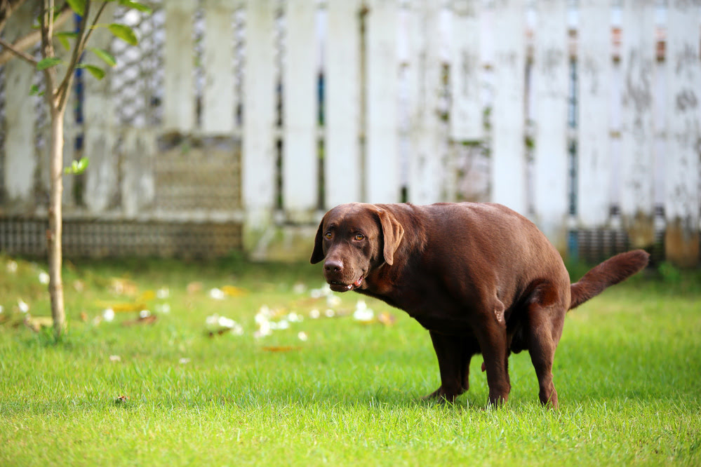 Chocolate Labrador pooping