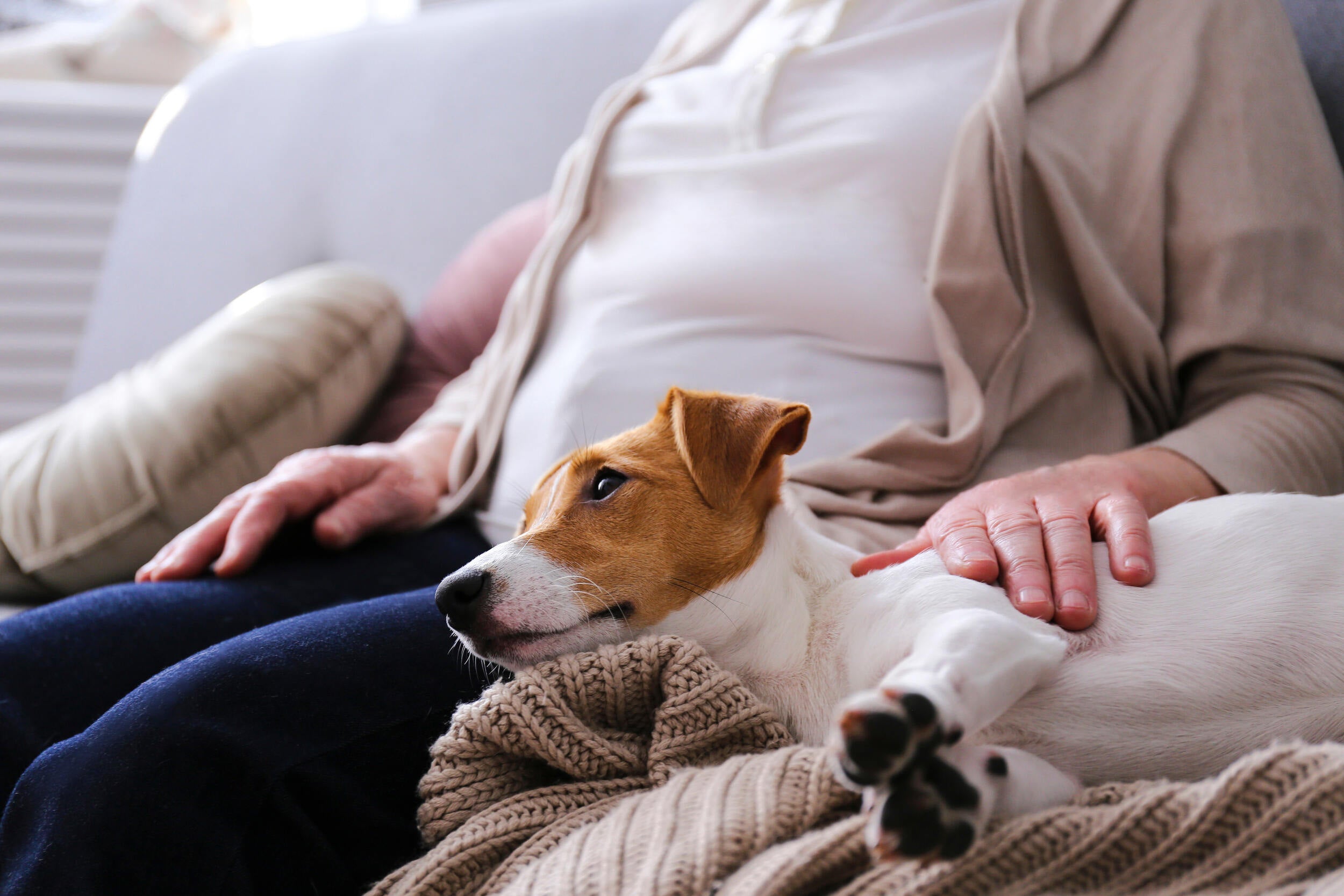 A Jack Russell looking relaxed, laid with its head in its owner's lap