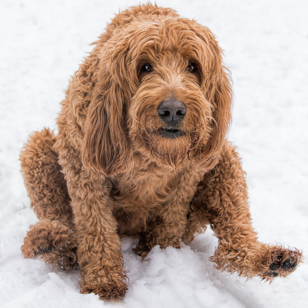 The Curious Case of Scooting Dogs and How to Help Them | Tuff Pets