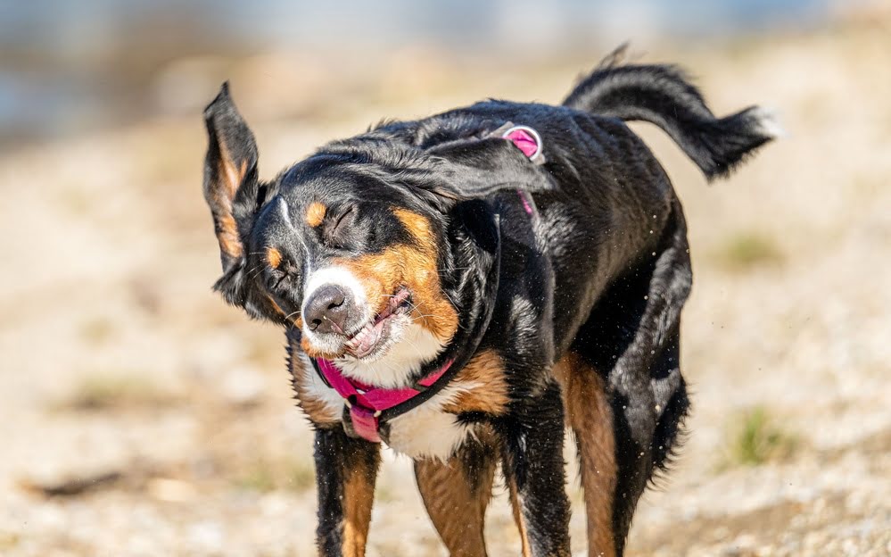 dog shaking it's head