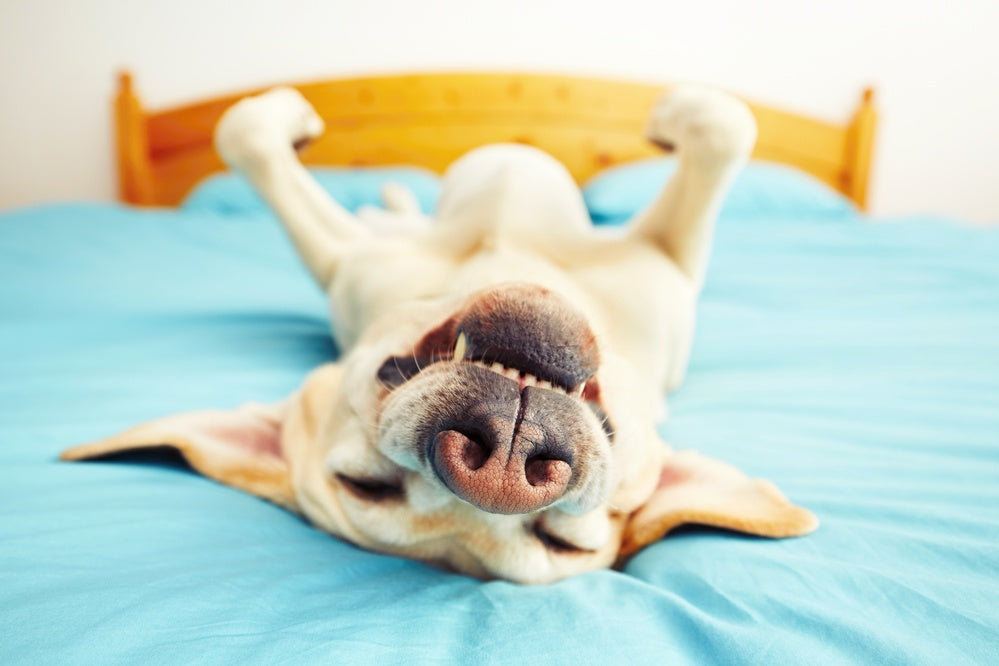 Why Is My Dog Snoring? Causes, Prevention, and When to Worry