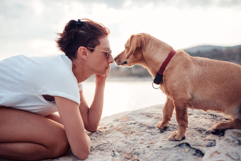 Dog and woman staring at each other